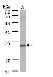 POLR2G antibody