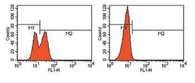 PARP (cleaved) antibody (FITC)