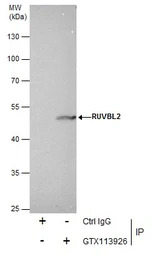 RUVBL2 antibody [N1C1]