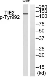 TIE2 (phospho Tyr992) antibody