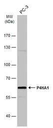 P4HA1 antibody [C1C3]