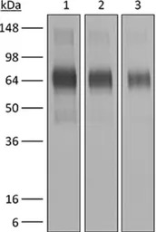 IFNAR1 antibody [MAR1-5A3]