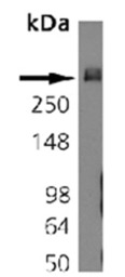 Bassoon antibody [SAP7F407]