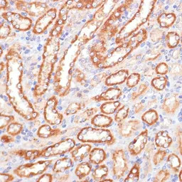 Cytochrome b5 antibody