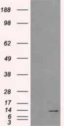 ID3 antibody [10D3]