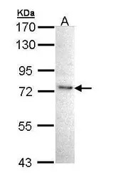 IKK epsilon antibody [C2C3], C