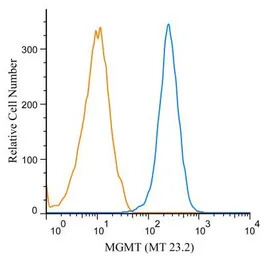 MGMT antibody [MT 23.2]