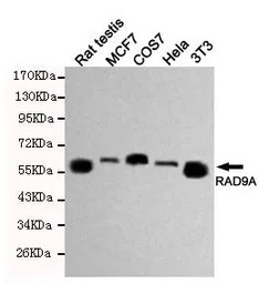RAD9A antibody [3A3-A7-F8]