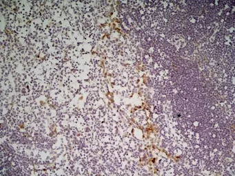 CLEC10A antibody [ER-MP23]