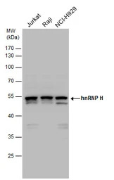 hnRNP H antibody [N1C1]