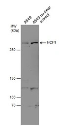 HCF1 antibody [N1], N-term