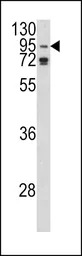AGO1 antibody, N-term
