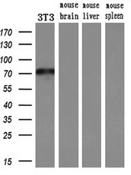 MX1 antibody [2G12]