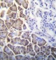ID1 antibody