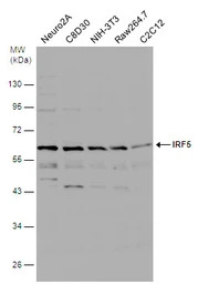 IRF5 antibody [N1C1]