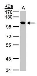 BRRN1 antibody