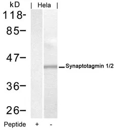 Synaptotagmin 1/2 antibody