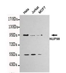 NUP98 antibody [3B8-D7-H10]
