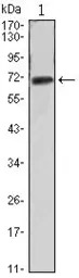 FAK antibody [10H7A6]