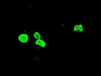 FOXA1 antibody [3A8]
