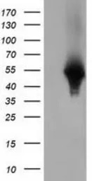 Haptoglobin antibody [4H5]