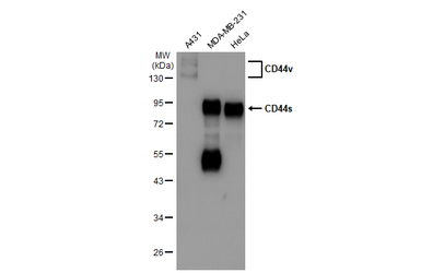 CD44 antibody