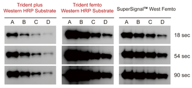 Trident femto Western HRP Subs