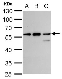 CLN3 antibody