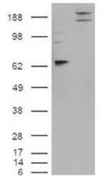 SynCAM antibody