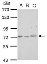 CERCAM antibody