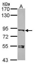 Dishevelled 3 antibody [N1N2],
