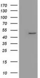 IVD antibody [1B10]