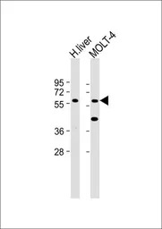 GXYLT2 antibody