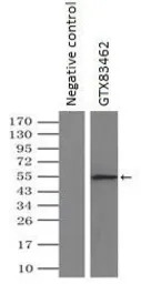 alpha Tubulin 8 antibody [2G6]