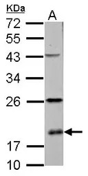 RPS10 antibody