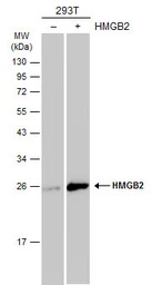 HMGB2 antibody