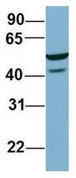 C22ORF28 antibody, Internal