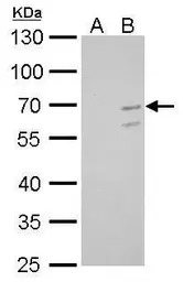 KLF10 antibody