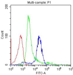 CD8 antibody [CA-8]