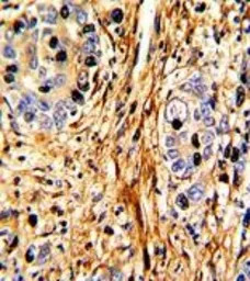 Laminin beta 2 antibody, C-ter