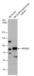 AFG3L2 antibody [N1N2], N-term