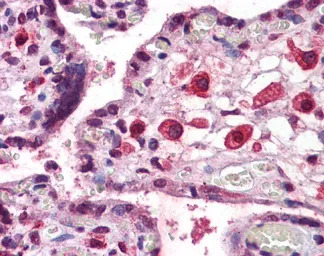 TBR2 / Eomes antibody, C-term