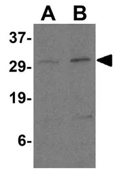 PD-L2 antibody