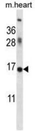 ID1 antibody