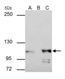 alpha Catenin antibody [N1N3]