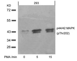 ERK1 (phospho Thr202) + ERK2 (