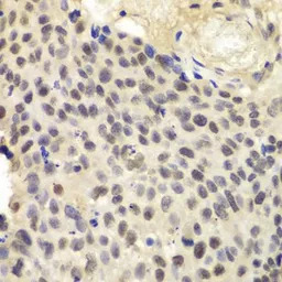 SRP1 antibody