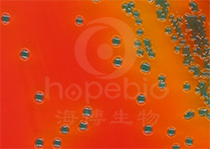 志贺氏菌显色平板(9cm)
