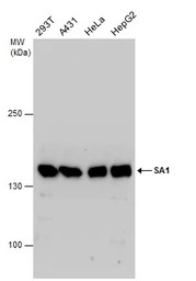 SA1 antibody