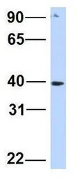SNTB1 antibody, N-term